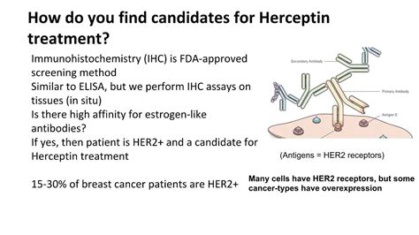 Herceptin (Trastuzumab): Side Effects, How it Works, and More