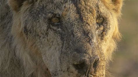 Herders in Kenya kill 10 lions, including Loonkiito, one of the country’s oldest