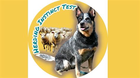 Herding Instinct Testing YouTube