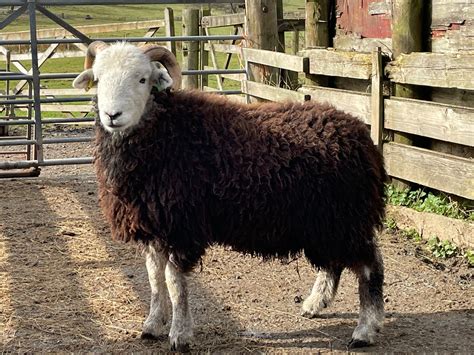 Herdwick - Heritage Sheep Reproduction