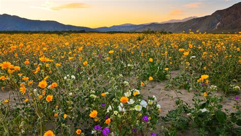 Here's how to see blooms in Borrego Springs before they leave us
