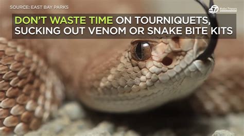 Here's what to do if you're bitten by a rattlesnake