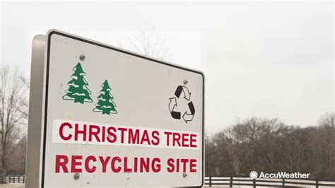 Here's where to recycle your holiday tree in Chicago