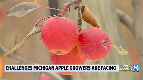 Here's why Michigan orchards are leaving apples on trees