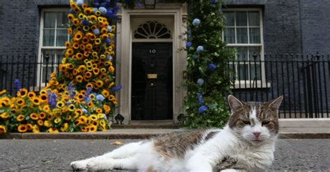 Here’s Larry! Why Westminster’s political cats matter more than you think