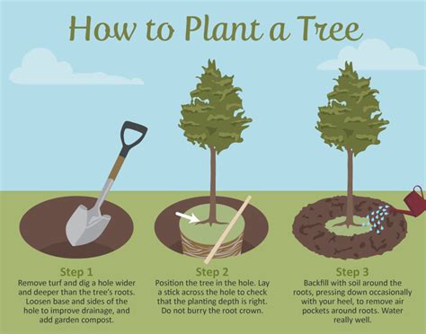 Here’s What To Do If Your Tree is Growing Out Instead Of Up