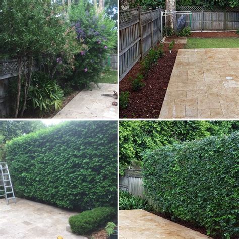 Here are some before and after shots... - Greencare by Angel