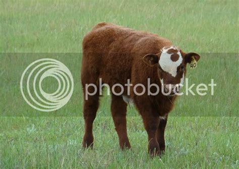 Hereford x Shorthorn - CattleToday