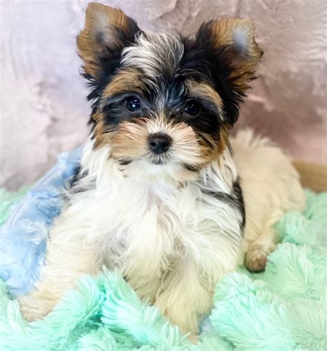 Yorkshire Terrier · Richmond, KS. Adorable little male Yorkie. His momma is around 5.5 to 6 pounds and daddy around 2.5 to 3 pounds. He has had his first shots, worming and been vet checked. He is 750.00 cash without his APRI reg. paperwork and 1,00… more. chris Wharton ·Over 4 weeks ago on Puppies.com. . 