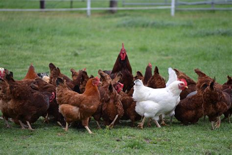 Shaver is the founding father of the Shaver breed, with a long history of more than 70 years. Our goal is to deliver highly efficient Parent Stock and laying hens with superior egg production to our customers..