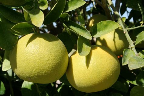 Herkunft der Pomelo » Woher stammt die Riesenfrucht? - Gartenjo…