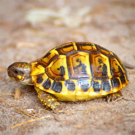 Hermanns tortoise. Things To Know About Hermanns tortoise. 