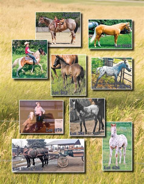Hermanson Kist Horse Sale Fall 2022 Catalog