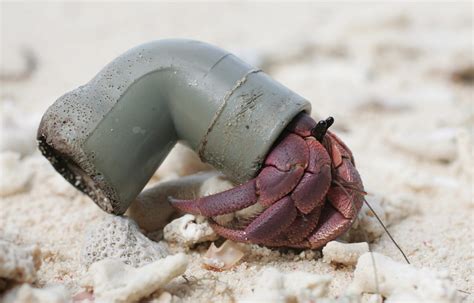 Hermit crabs are confusing plastic for shells and it’s killing them