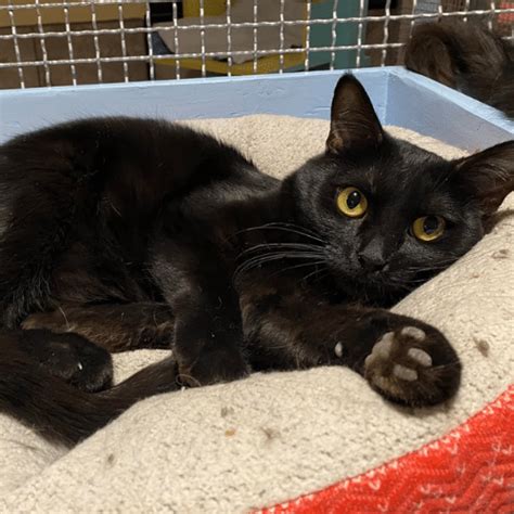 Hermitage cat shelter. No fooling! We’ll be at the Petco at River and Craycroft from 11 a.m. – 3 p.m. And we’ll have kittens! If you are interested in adopting, please fill out our adoption application before coming by. 