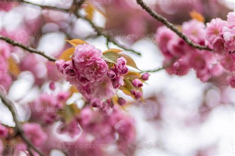 Hermosa_Cereza Leaks 🍆 XXX