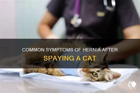 Hernia after spay cat. .  <a href=https://agent5.ru/gsvz/wifey-fucking-video...