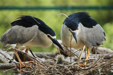 HeronConservation » Black-crowned Night-Heron