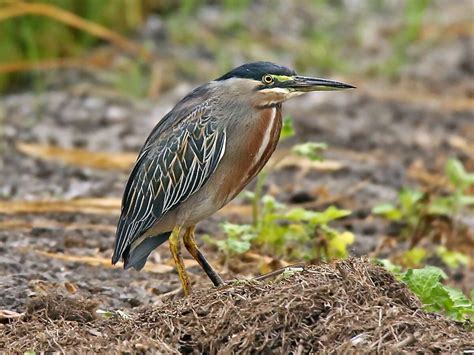 HeronConservation » Striated Heron