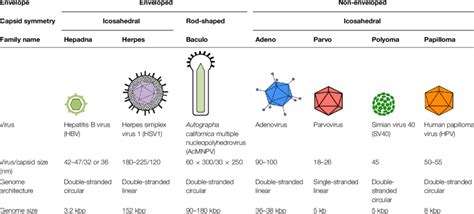 Herpes Virus Infection - an overview ScienceDirect Topics