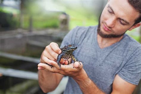 Herpetology programs. The most common degree for herpetologists is bachelor's degree, with 68% of herpetologists earning that degree. The second and third most common degree levels are associate degree degree at 13% and associate degree degree at 10%. Bachelor's, 68%. Associate, 13%. Master's, 10%. 