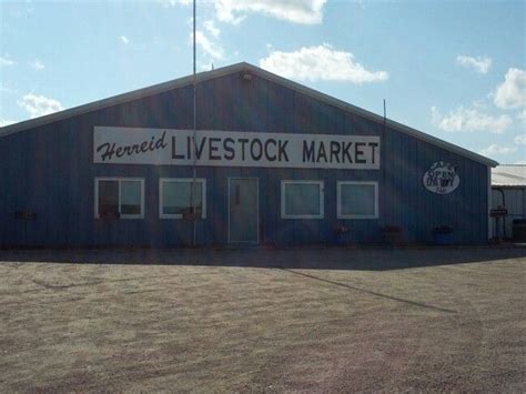 Sell your cattle the auction way! Herreid Livestock Auction, P.O