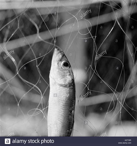 Herring fish hi-res stock photography and images - Alamy