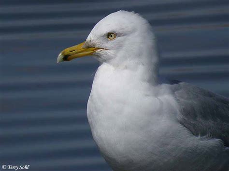 Herring gull Identification tips - USGS