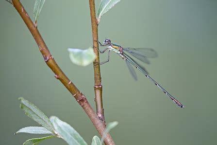 Hertfordshire Dragonflies and Damselflies Just taking a