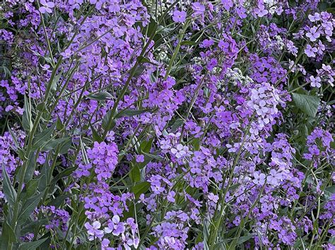 Hesperis matronalis - Wikipedia