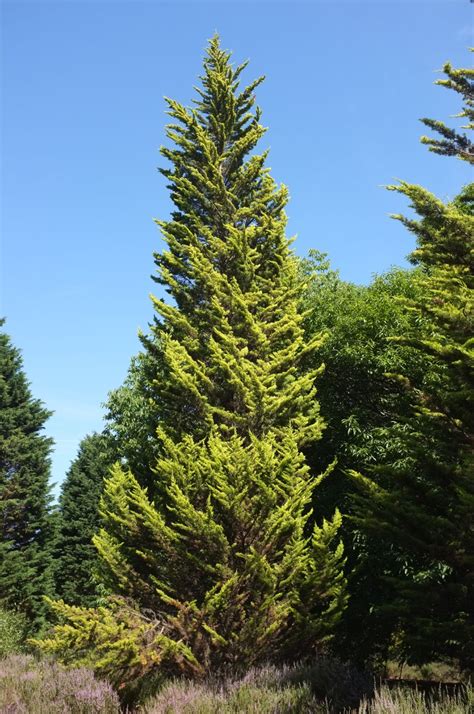 Hesperocyparis macrocarpa.  Taxonomic notes Synonymy: see POWO (accessed 2023.  ...