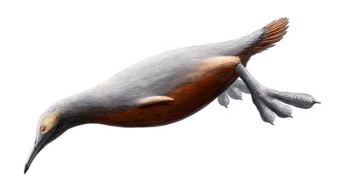 Hesperornis (som betyder fågel i väster) var ett släkte av flygoförmögna vattenlevande fågellika dinosaurier som levde under första halvan av perioden campanian under yngre krita (83,5–78 miljoner år sedan). Det finns nio kända arter, åtta ifrån Nordamerika och en från Ryssland. Fossil av Hesperornis har också påträffats i ... . 