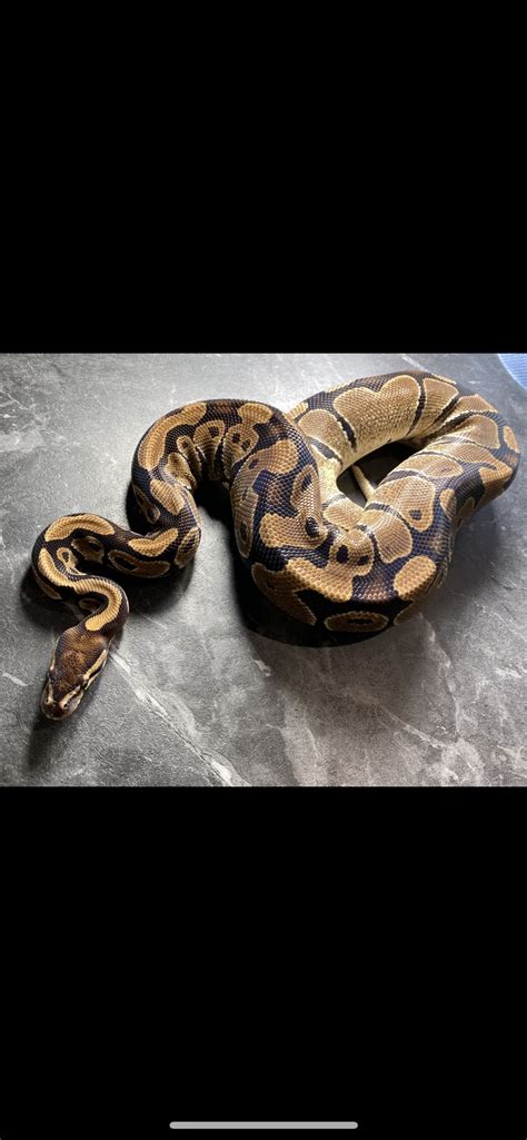 Het Sunset Ball Python by VellaReptiles - MorphMarket