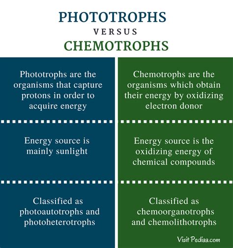 Heterotrophs, Autotrophs, Phototrophs, and Chemotrophs