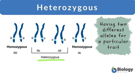 Heterozygous trait example.  Understand how these genetics terms are used, their impact on tr...