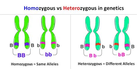 Heterozygous vs homozygous. In 62% (13/21), septal defects or a patent ductus arteriosus accompanied cardiomyopathy. In contrast to heterozygous pathogenic mutations, homozygous or compound heterozygous truncating pathogenic MYBPC3 mutations cause severe neonatal cardiomyopathy with features of left ventricular noncompaction and septal defects in … 