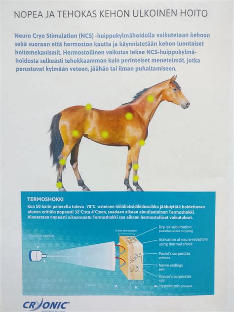 Hevospalvelu Pyysalo Yrityksen tiedot - Taloussanomat