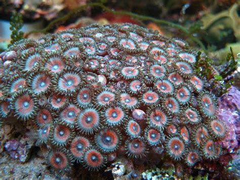 in subclass Hexacorallia (Actiniaria, Antipatharia, Ce-riantharia, etc.). Based on the organisation of septa, the Zoantharia are currently divided in two suborders, Macrocnemina and Brachycnemina (Haddon and Schackelton 1891). The suborders diﬀer by the ﬁfth pair of septa, which is complete in the suborder Macrocne-. 