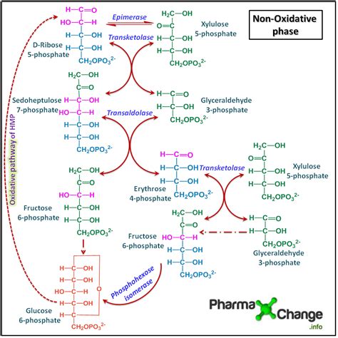 Hexose Phosphate - an overview ScienceDirect Topics