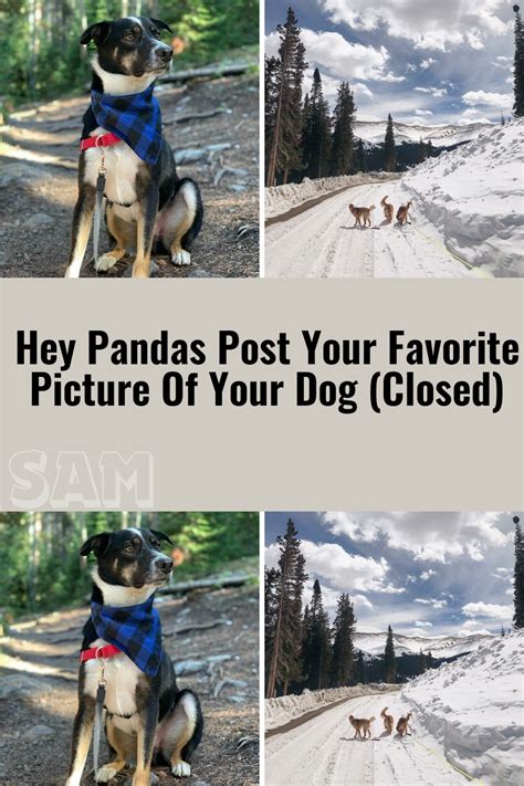 Hey Pandas Post A Picture Of Your Favorite Color Closed 