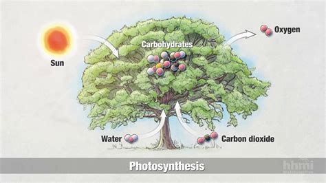 Overall, the molecules generated by photosynthesis provide fuel and building materials that allow a plant to grow. Globally, photosynthesis produces an estimated 150 billion metric tons of carbohydrates per year and is responsible for the oxygen in our atmosphere, making it one of the most important chemical processes for life on Earth.. 