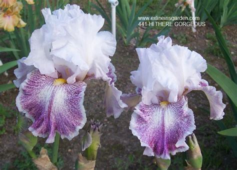 Hi There Gorgeous Exline Iris Garden