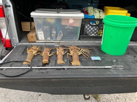 Hialeah man caught with out-of-season, over-limit lobster