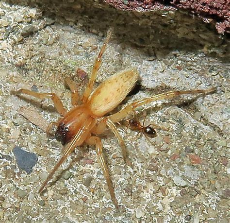 Hibana bugguide. &rsquo;s finest. Dec 13, 2023 · According to Platnick 1974 (3), Hibana camb...