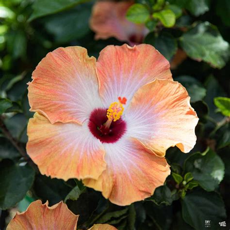 HibisKISS™ Spin the Bottle — Green Acres Nursery & Supply