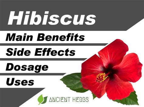 Hibiscus: Uses, Side Effects, Dose, Health Benefits, Precautions