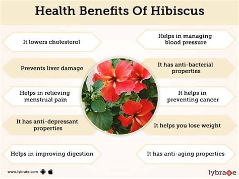 Hibiscus: Uses and Risks - WebMD