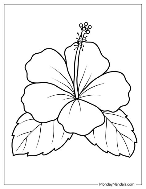 Hibiscus Coloring Shee
