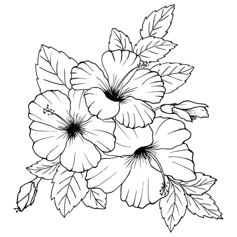 Hibiscus Flower Black And White Drawing