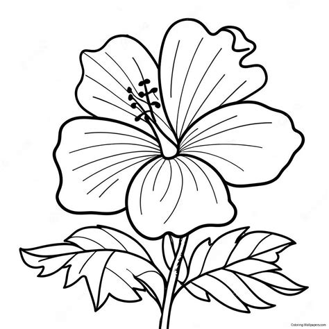 Hibiscus Flower Coloring Shee